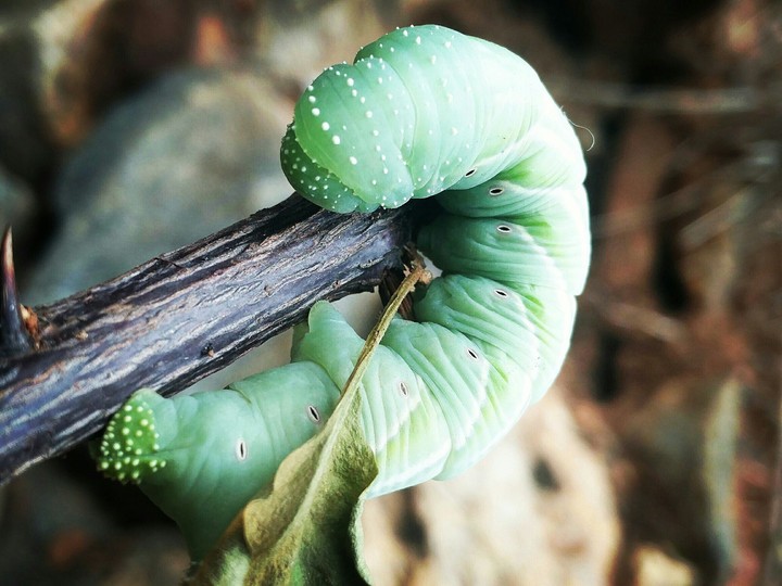 Caterpillar