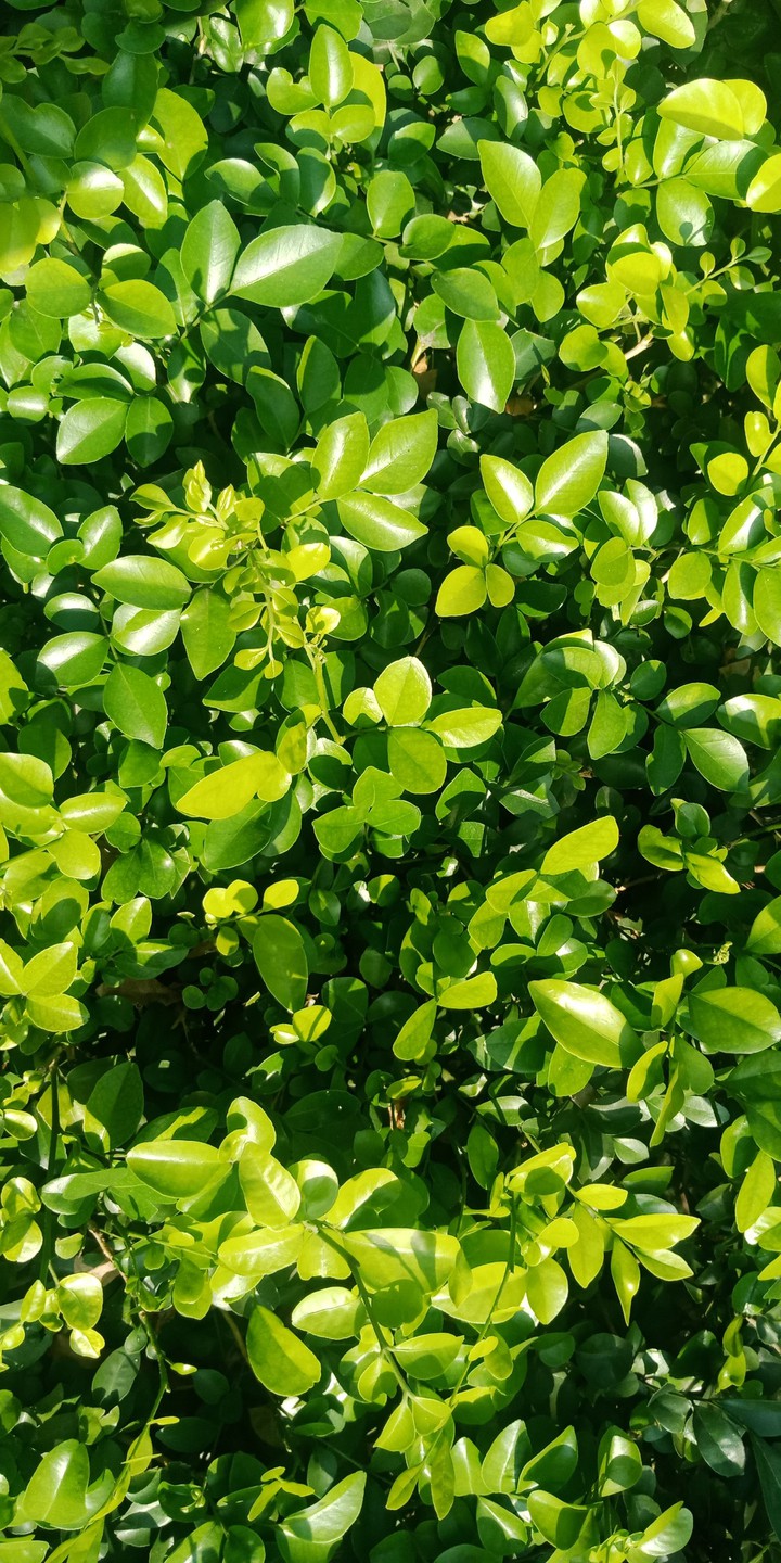 The Green World