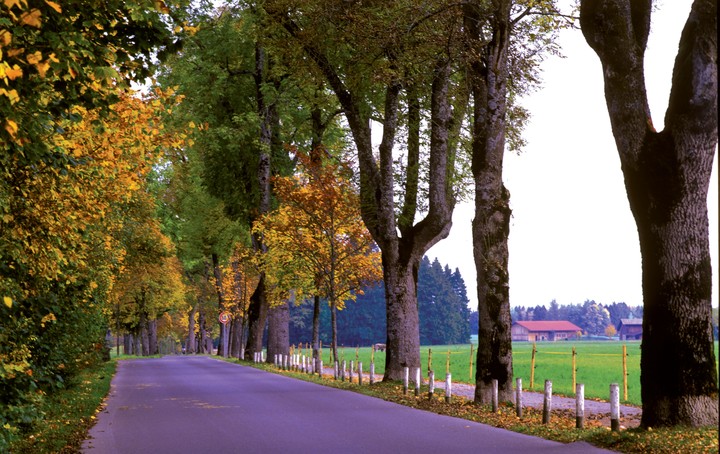 Scenics