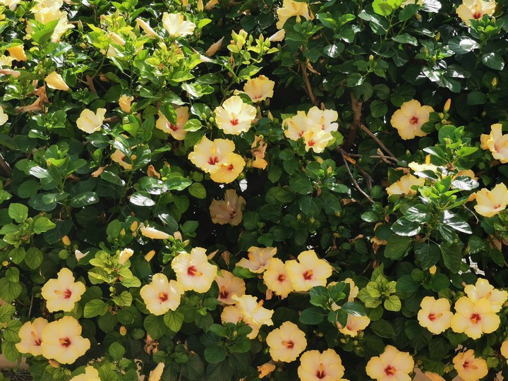 ibiscus tree
