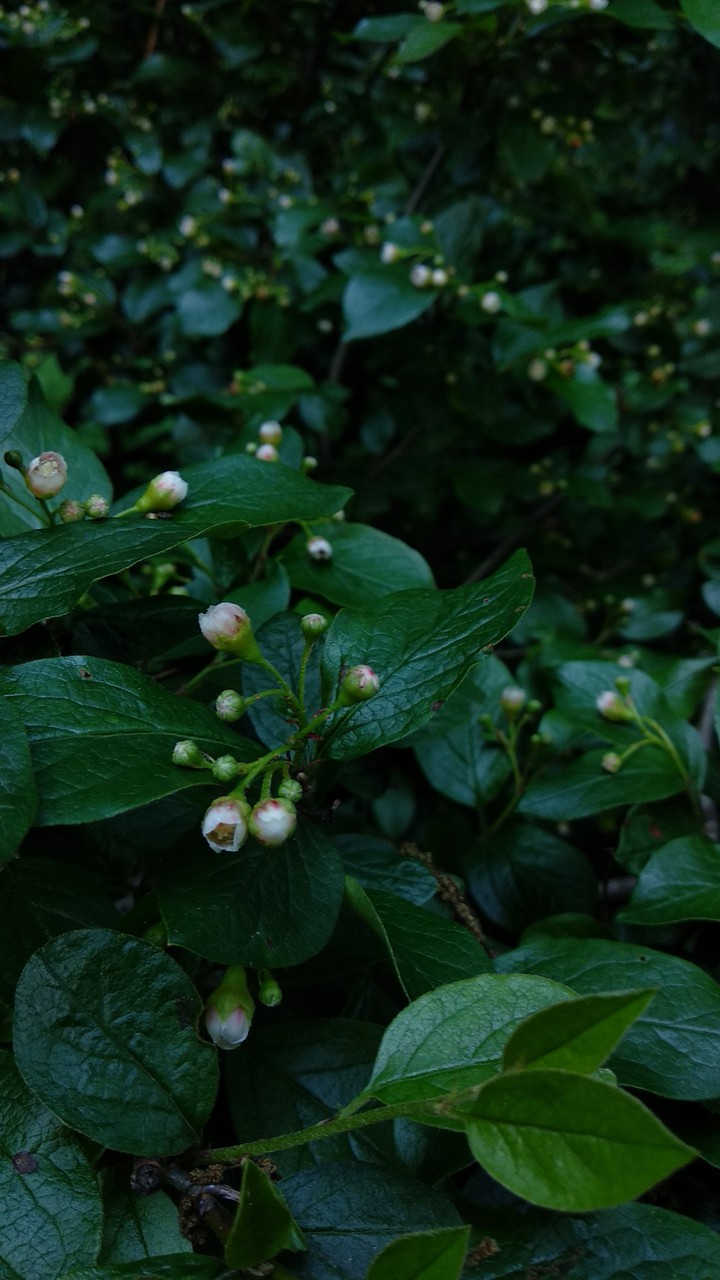 Green plant