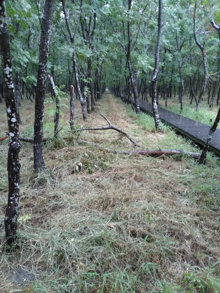 The woods