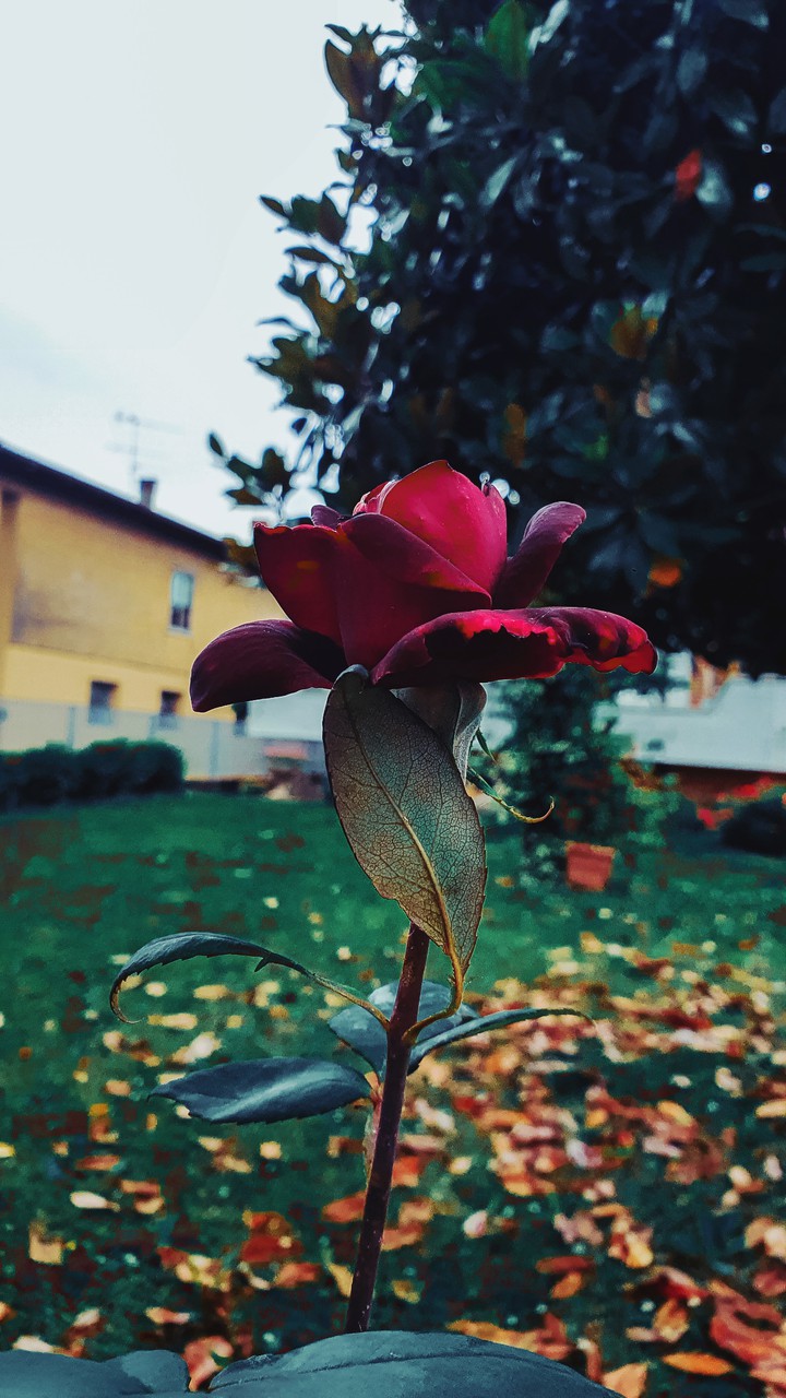 rose