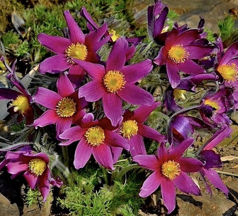 tapety Pasqueflower, petal