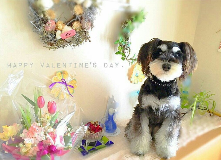 Happy valentine's day