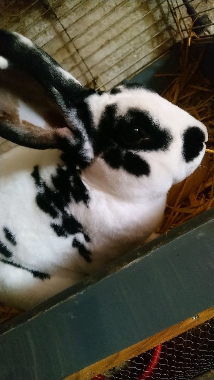 Hasen ?