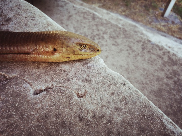 snake