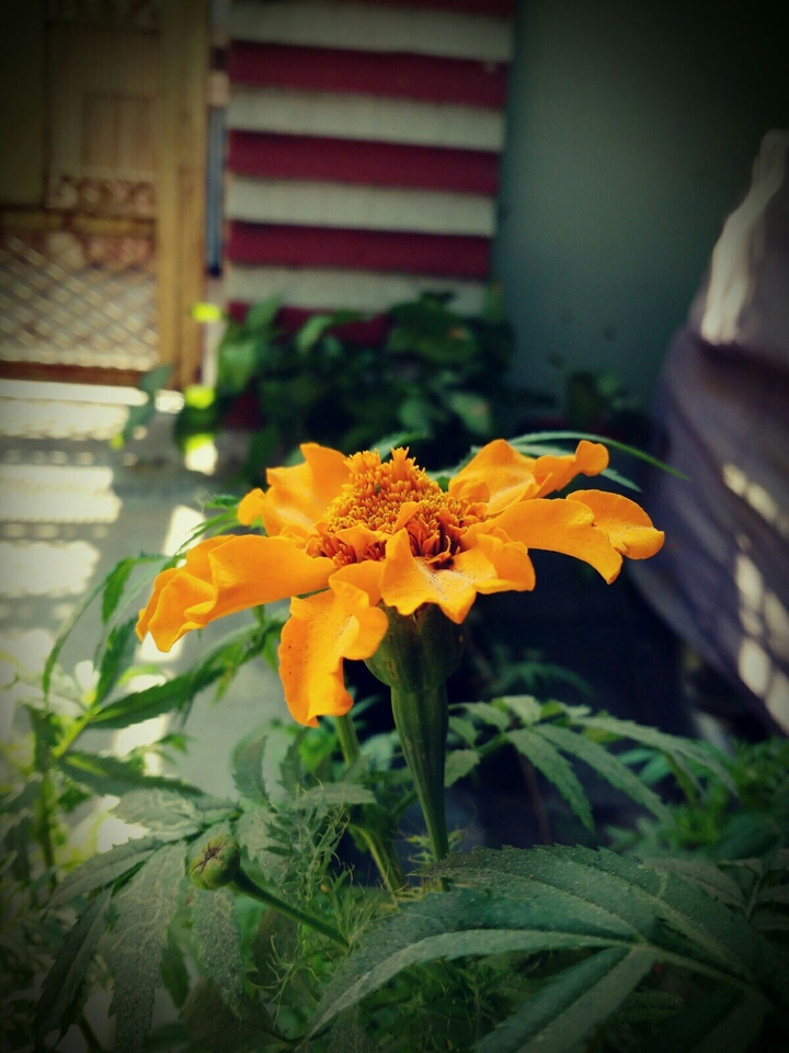 flower