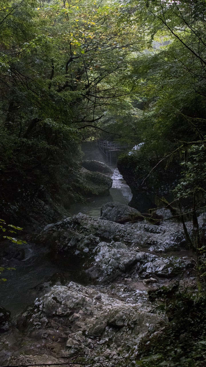 Forest