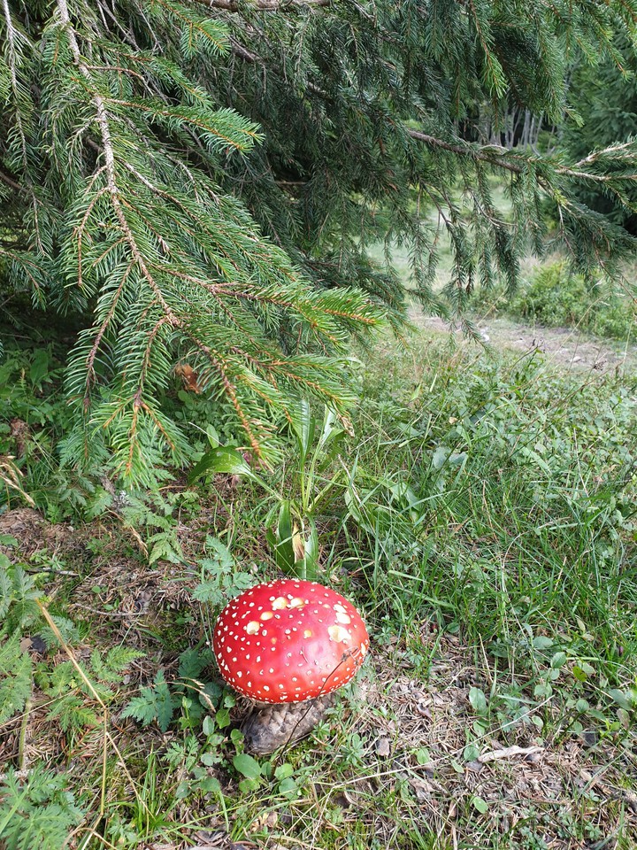 fairy-tale mushroom