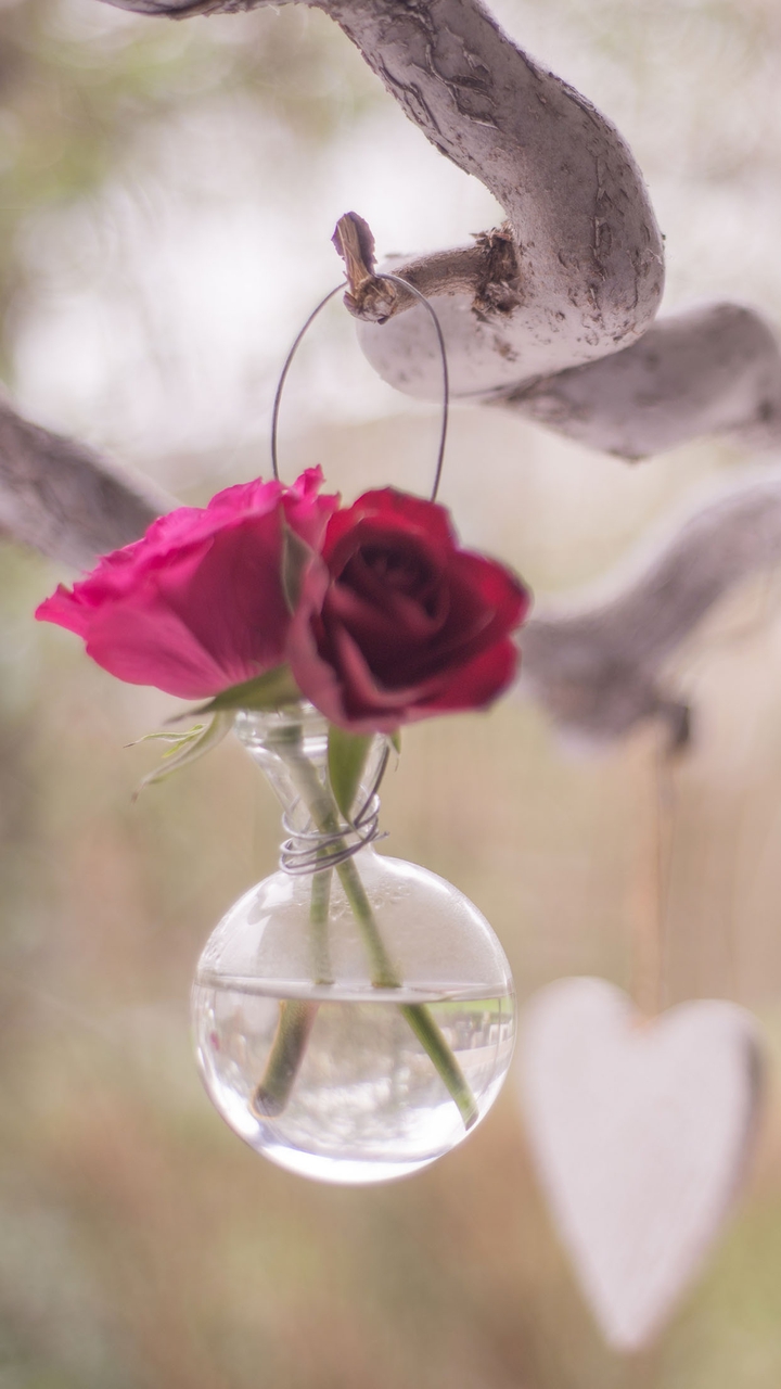 Roses