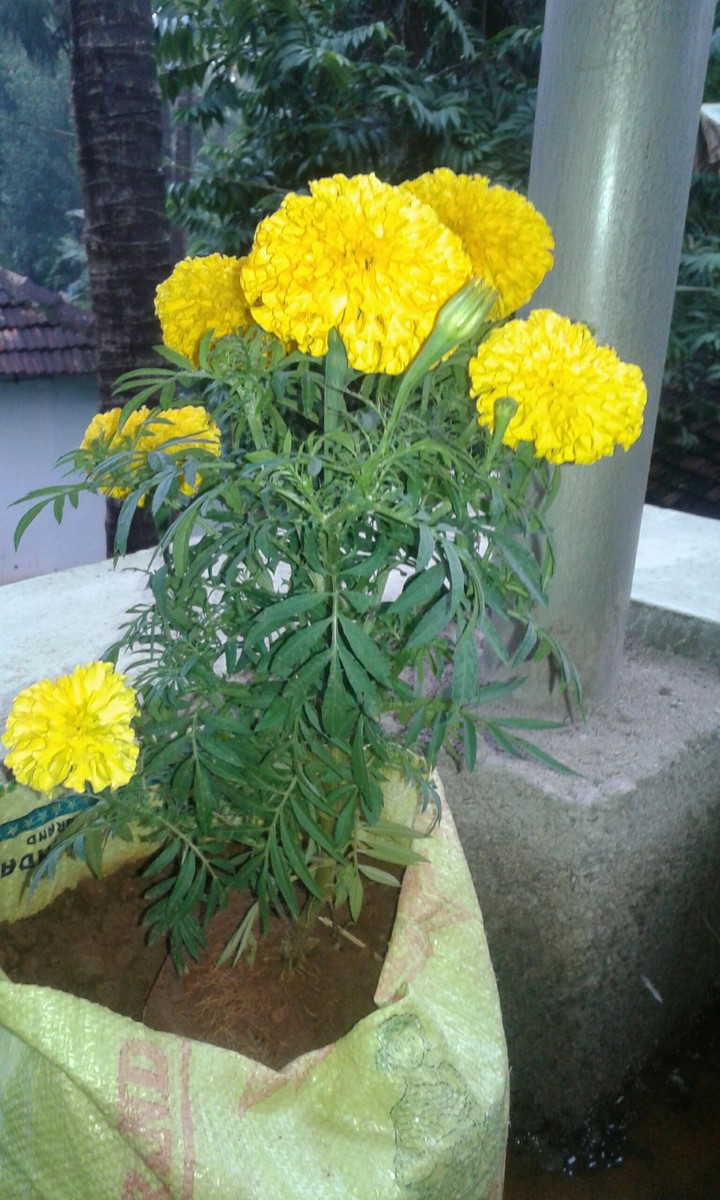 flower Chandu po