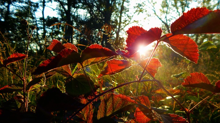 Herbst wallpaper
