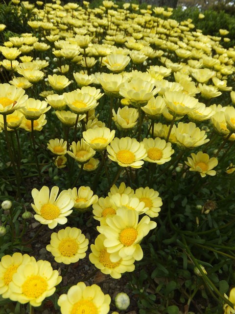 Yellow daisies