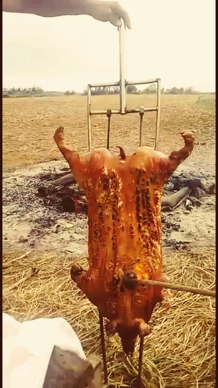 barbecue (pig)