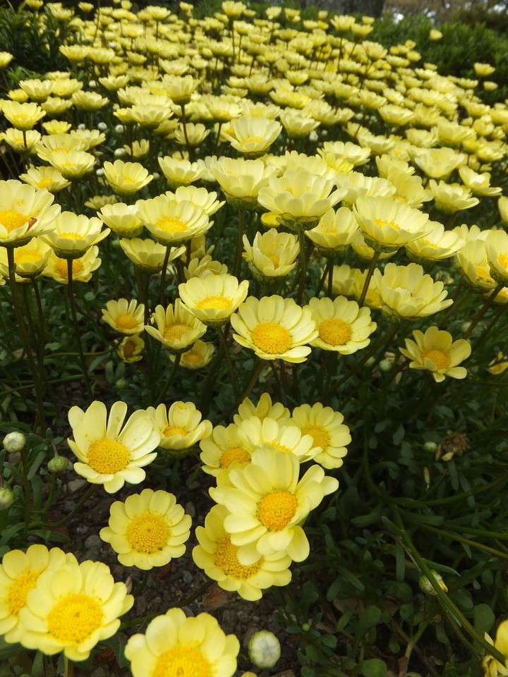 Yellow daisies