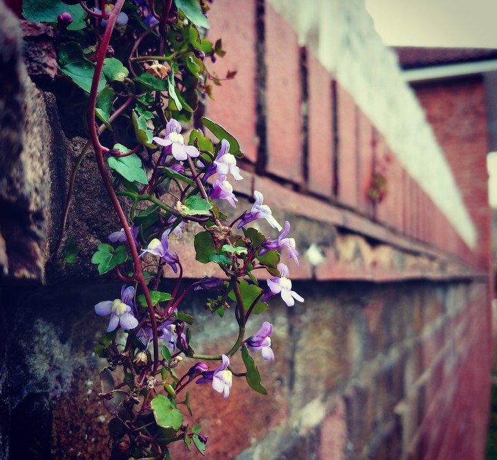 Flowers everywhere in spring