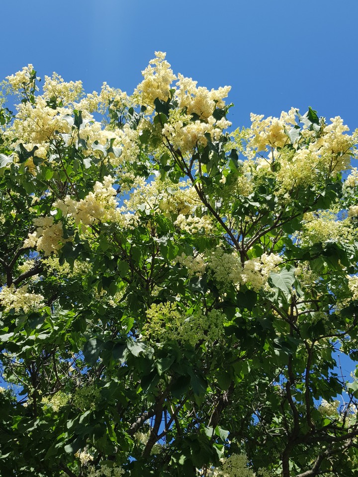 сирень