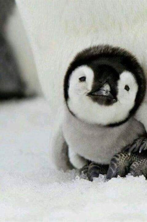 baby penguin