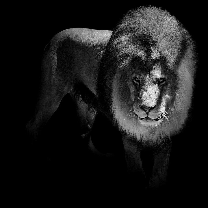 lion