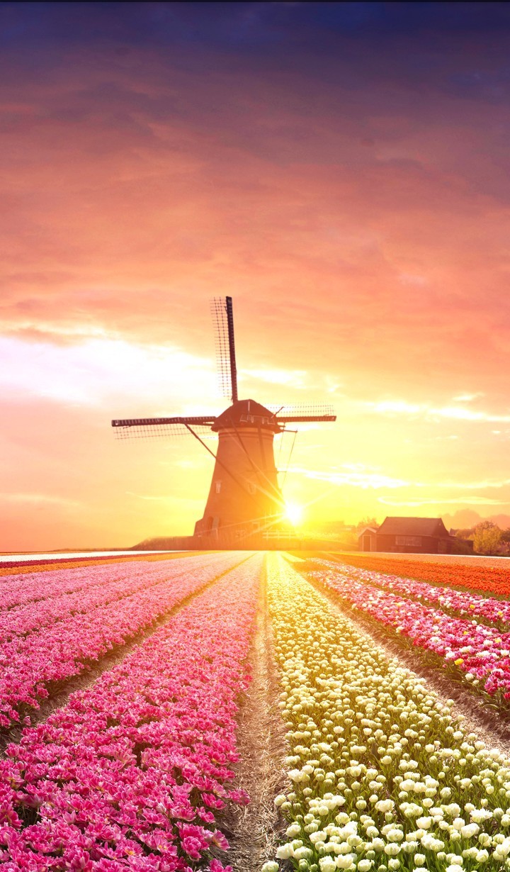 Spring Field