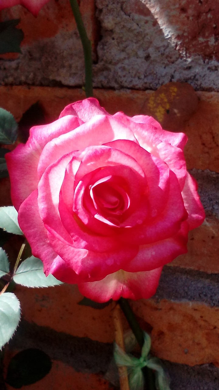 las rosas de mamá