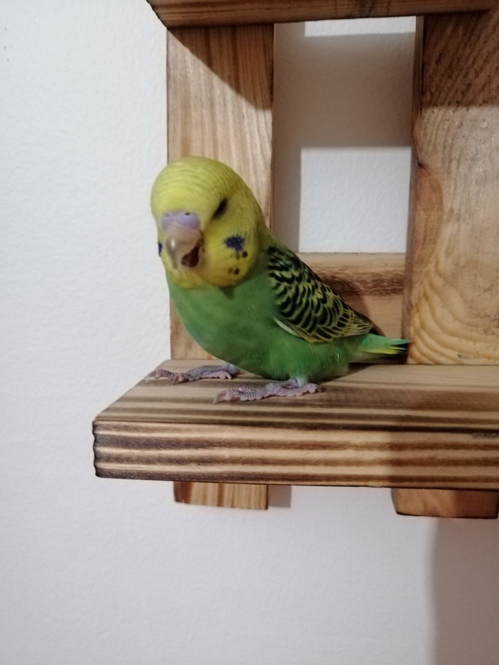 budge