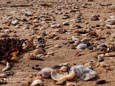 seashore