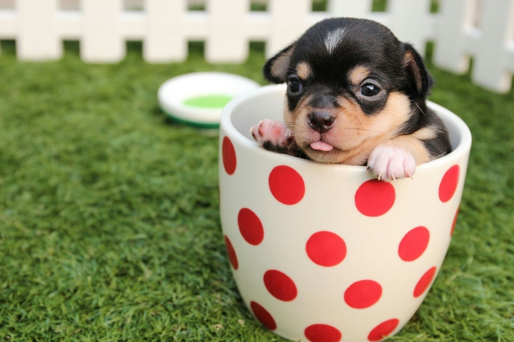 hund