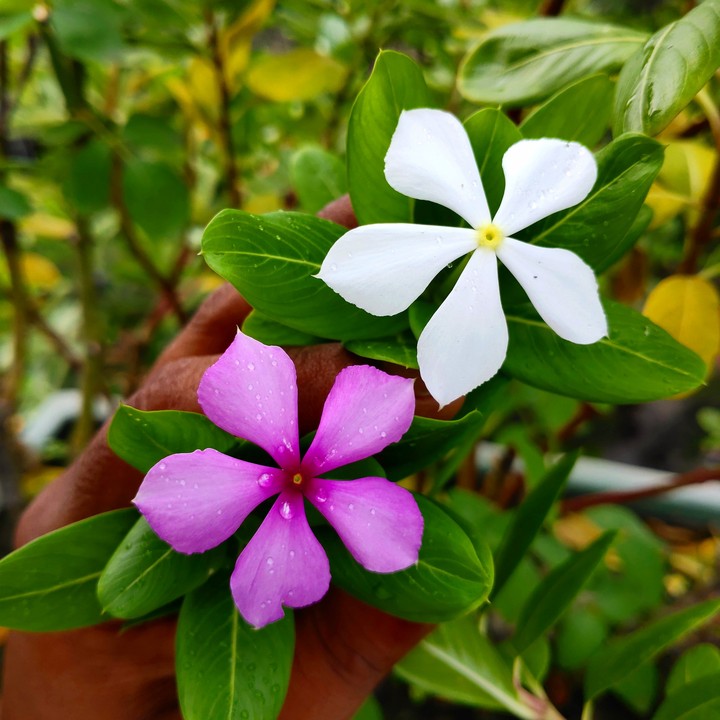 My click