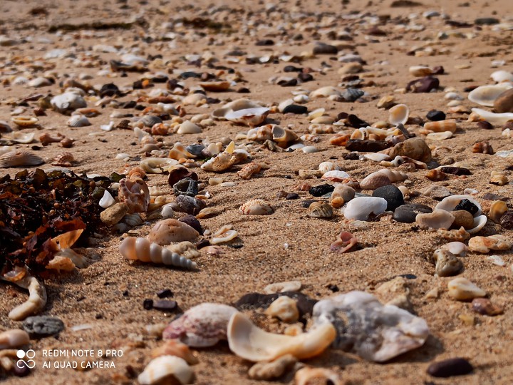 seashore