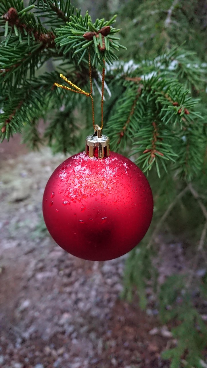 Christmas in the forrest
