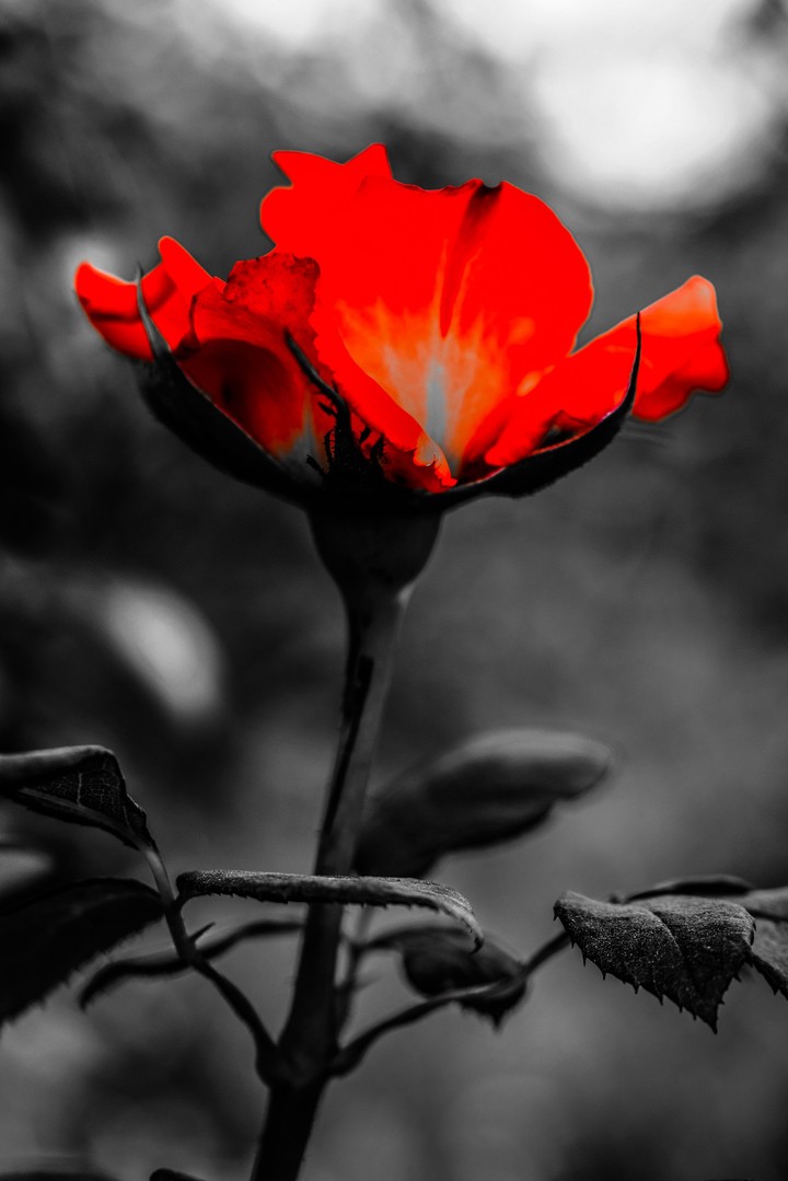 Red only