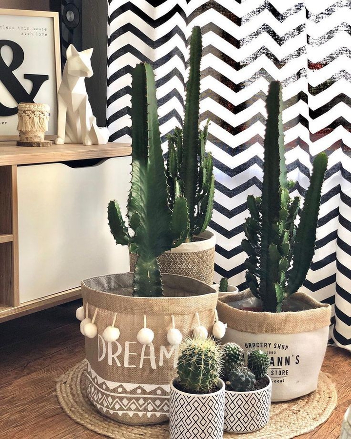 Cactus