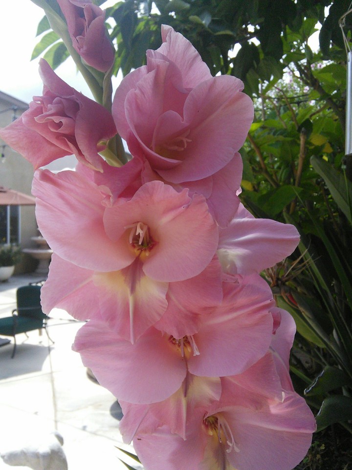 flowers