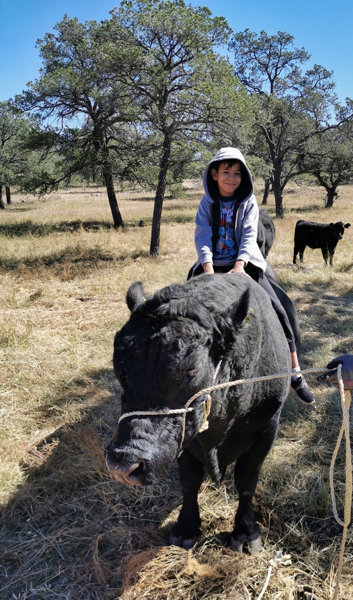Bull