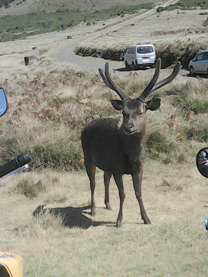 animal