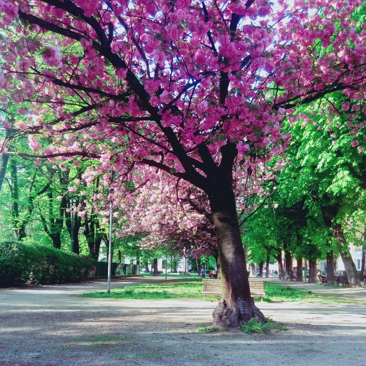 spring