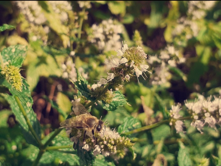 my garden