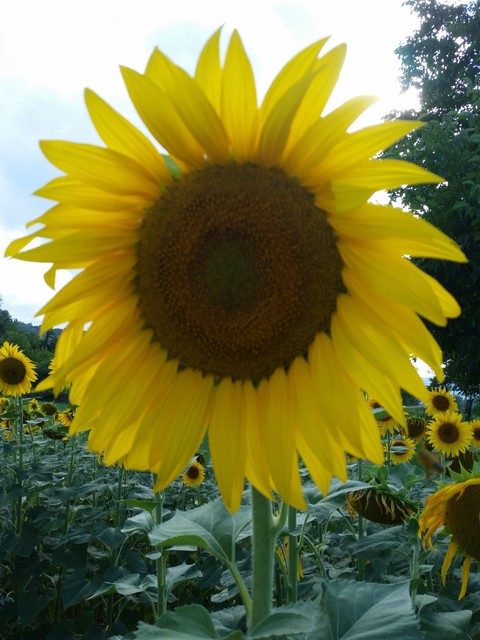 Girasole
