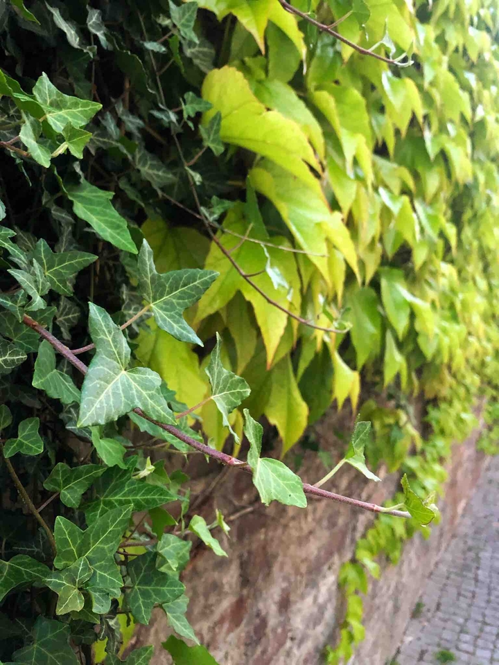 Leafs
