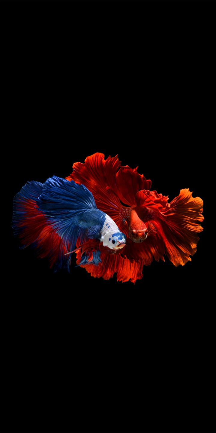 2 fish