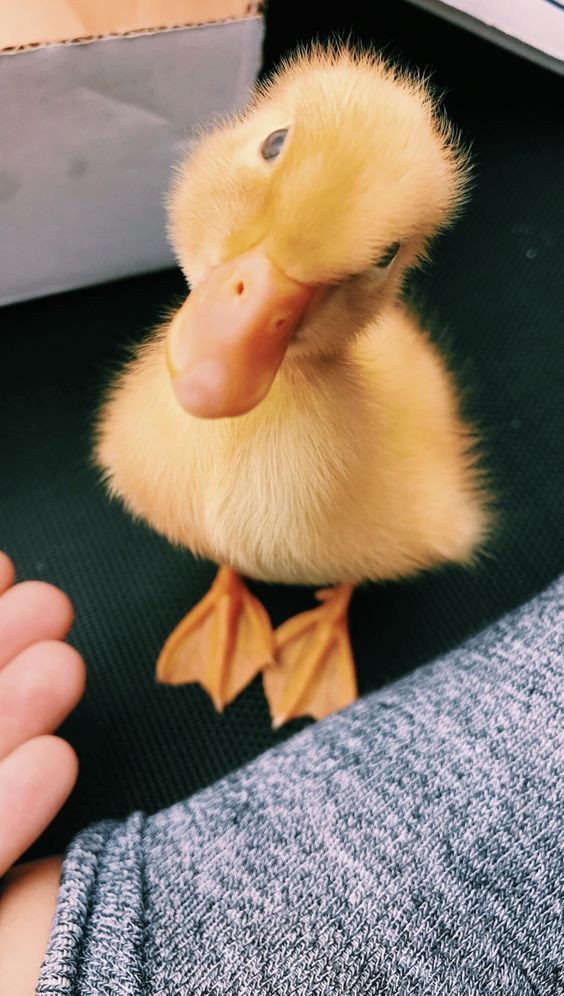 Duckling