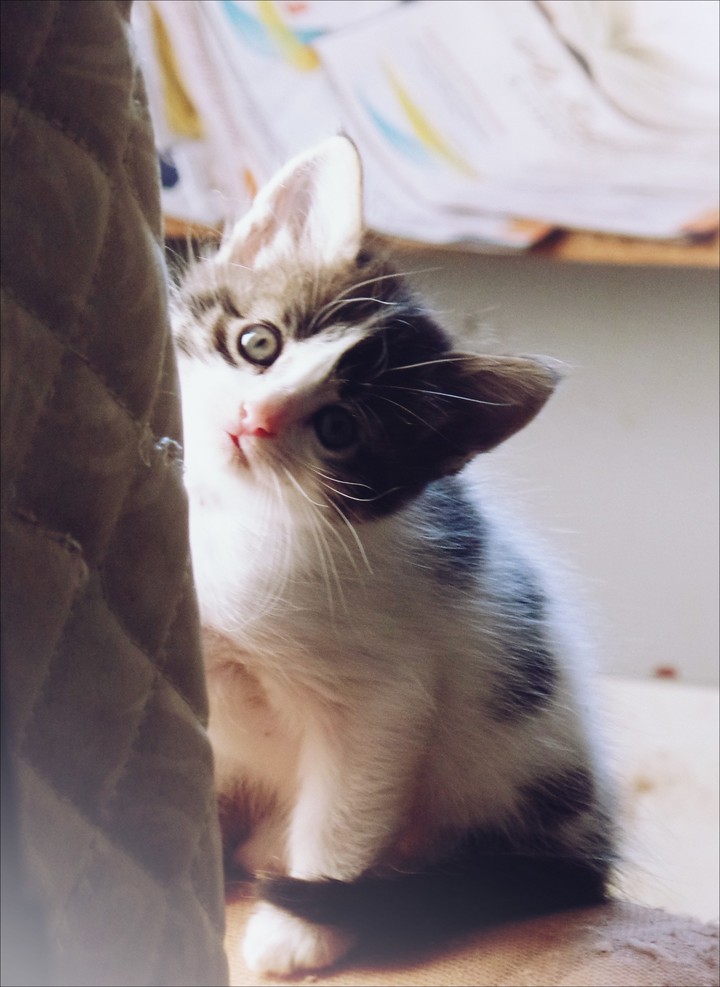 Robertinha