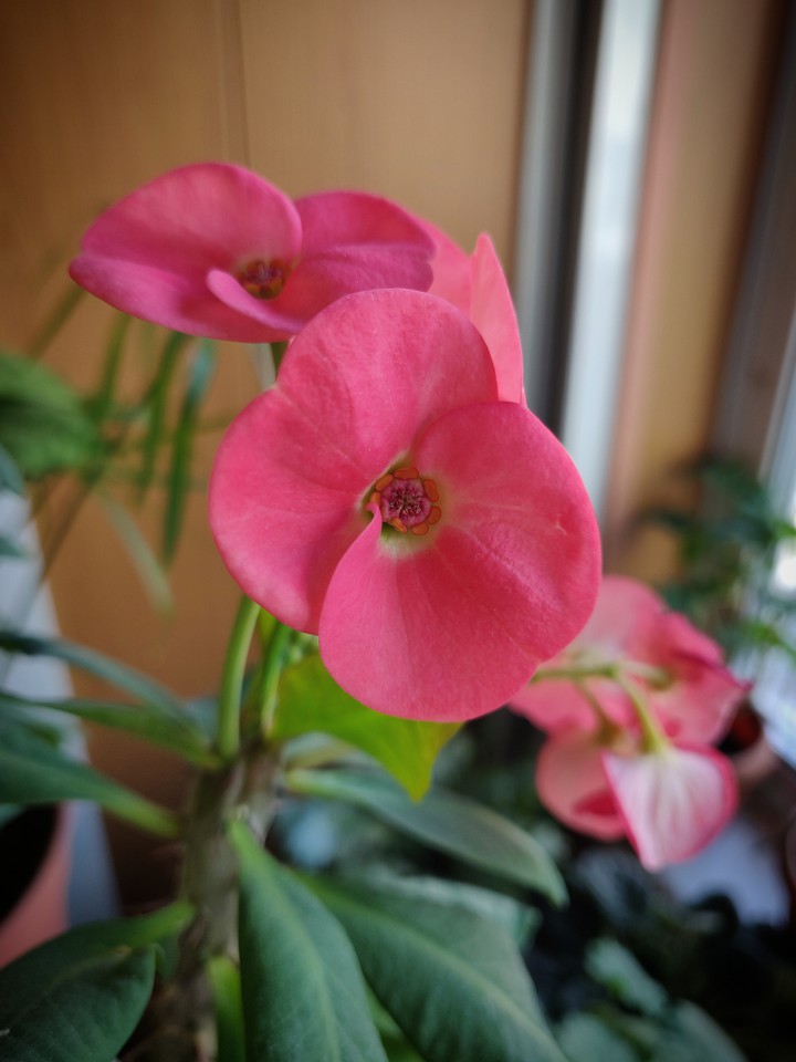 Flowers at home