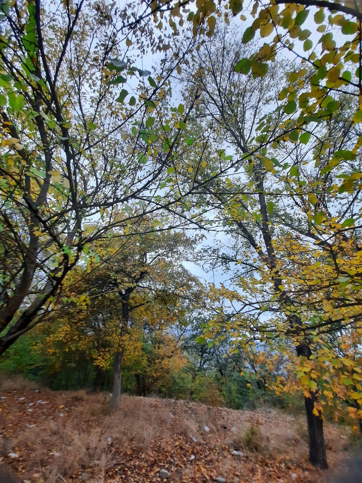 forest