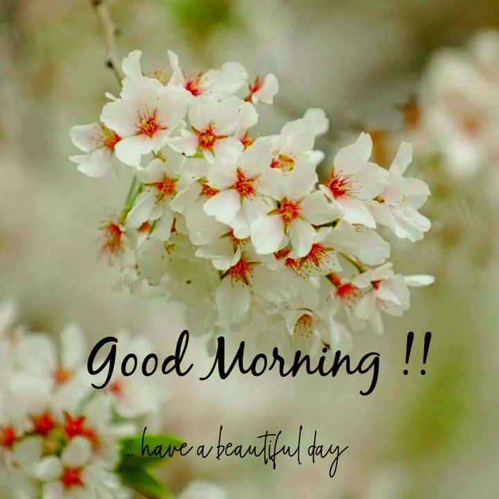 good Morning
