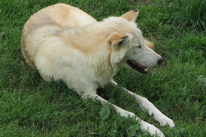 Loup à Pairi Daiza