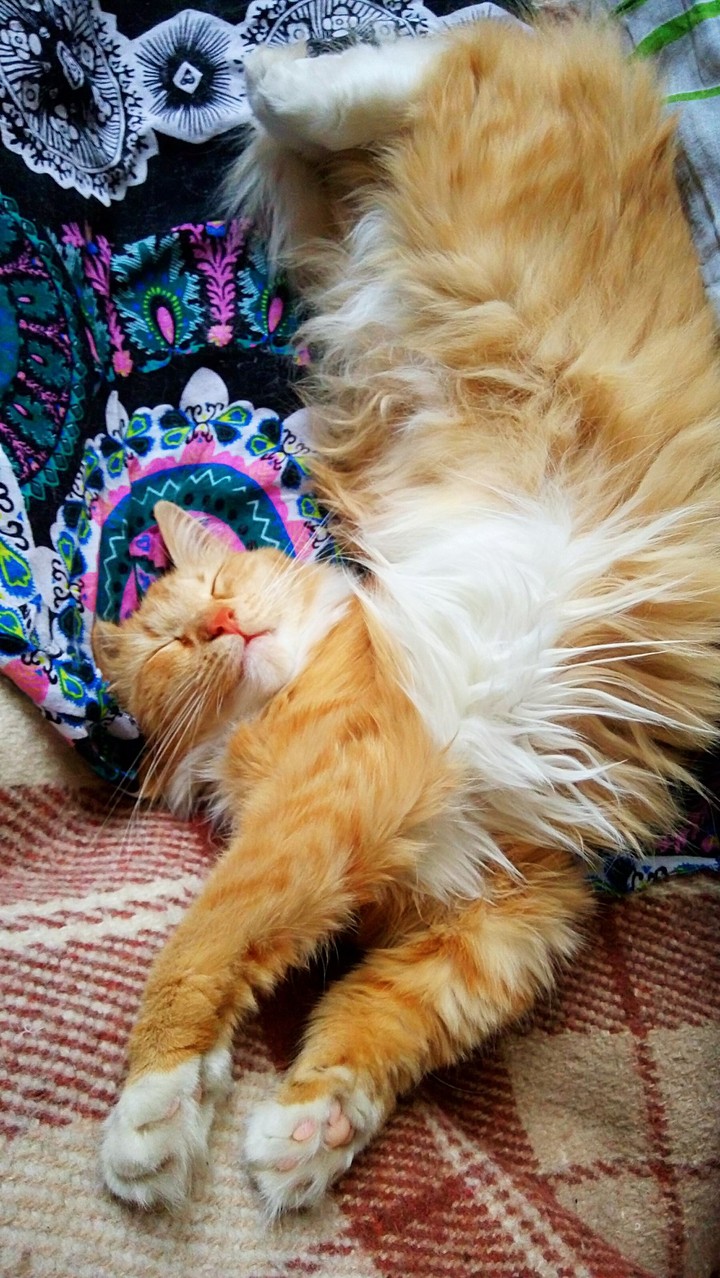 кошка