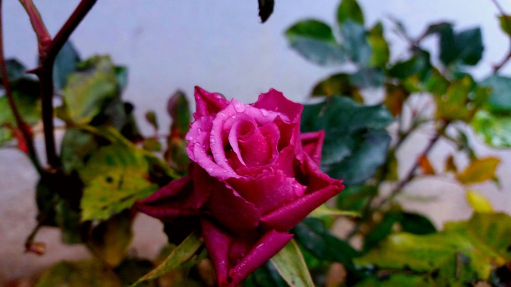 Pink rose